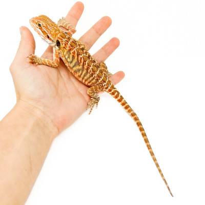 Pogona vitticeps (Juvéniles M)  MIX COLOR - Agame barbu