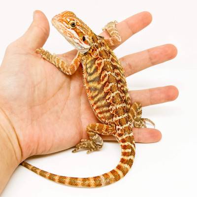 Pogona vitticeps (Juvéniles M)  MIX COLOR - Agame barbu