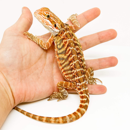 Pogona vitticeps (Juvéniles M)  MIX COLOR - Agame barbu