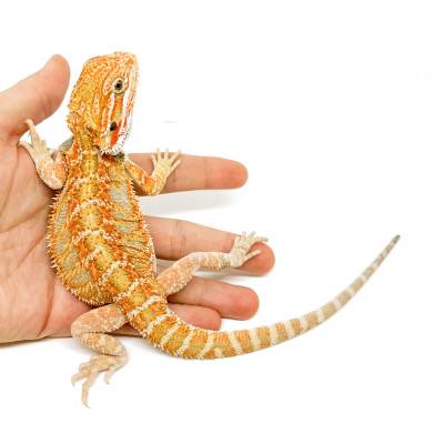 Pogona vitticeps (Juvéniles M)  MIX COLOR - Agame barbu