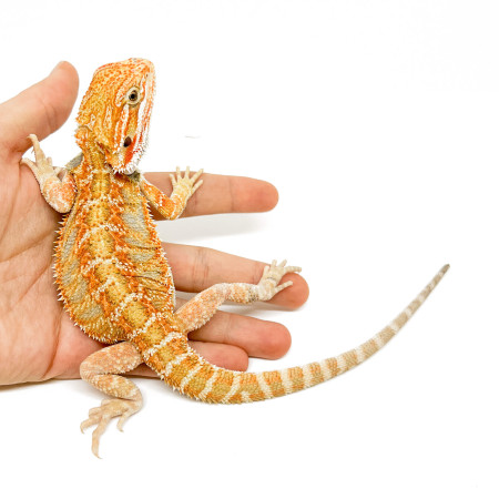 Pogona vitticeps (Juvéniles M)  MIX COLOR - Agame barbu