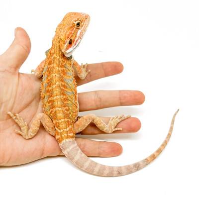 Pogona vitticeps (Juvéniles M)  MIX COLOR - Agame barbu