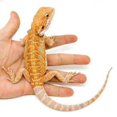 Pogona vitticeps (Juvéniles M)  MIX COLOR - Agame barbu
