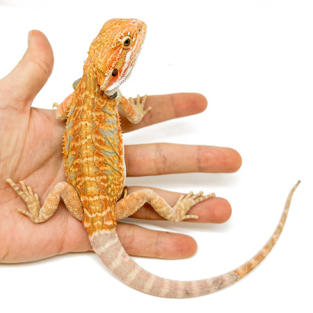 Pogona vitticeps (Juvéniles M)  MIX COLOR - Agame barbu