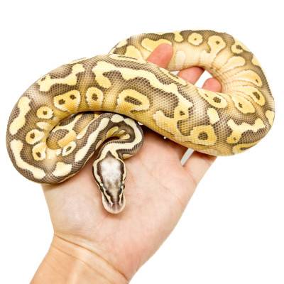 Python regius "Pastel...