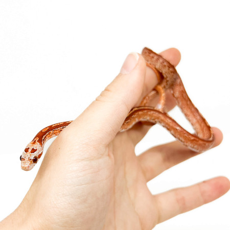 Pantherophis guttatus "Tessera Hypo Bloodred" - Serpent des blés