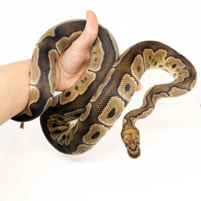 Python regius "Pastel Clown" - Python royal