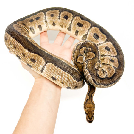 Python regius "Pastel Clown" - Python royal