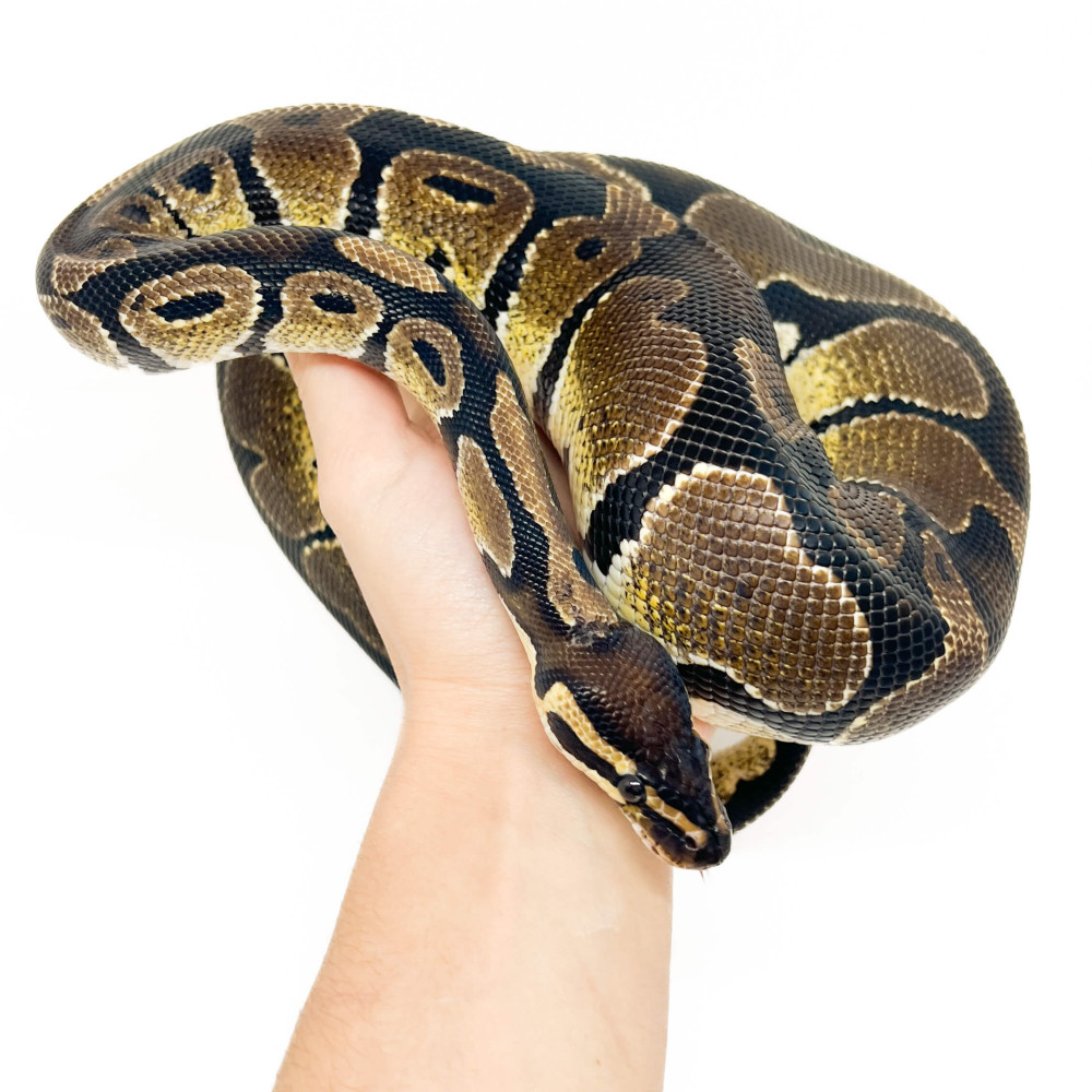 Python regius, Python royal - Bebesaurus