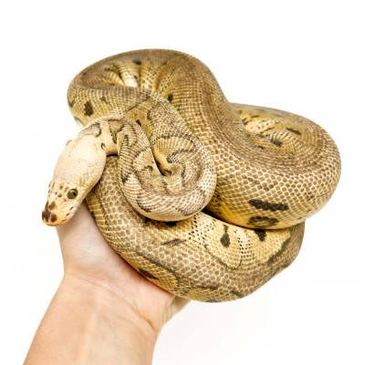 Python regius "Super pastel...