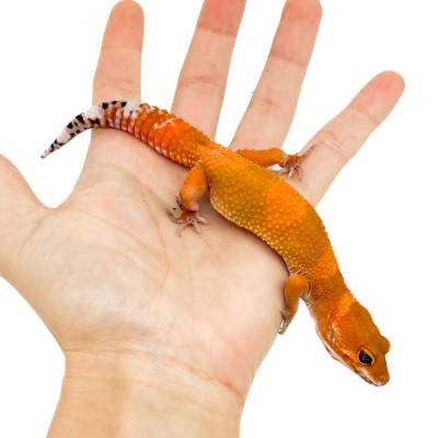 Eublepharis macularius "Mandarin Super Blood" - Gecko léopard