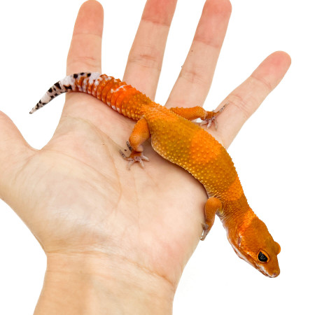 Eublepharis macularius "Mandarin Super Blood" - Gecko léopard