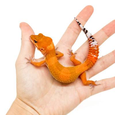 Eublepharis macularius "Mandarin Super Blood" - Gecko léopard