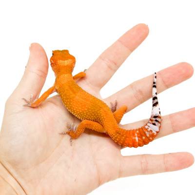 Eublepharis macularius "Mandarin Super Blood" - Gecko léopard