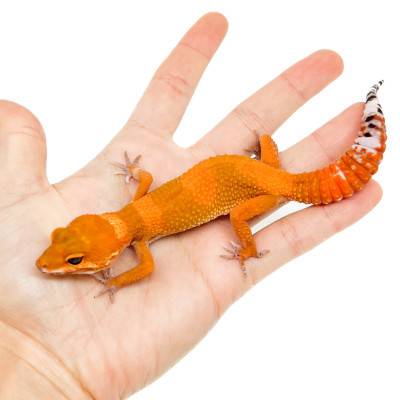 Eublepharis macularius "Mandarin Super Blood" - Gecko léopard