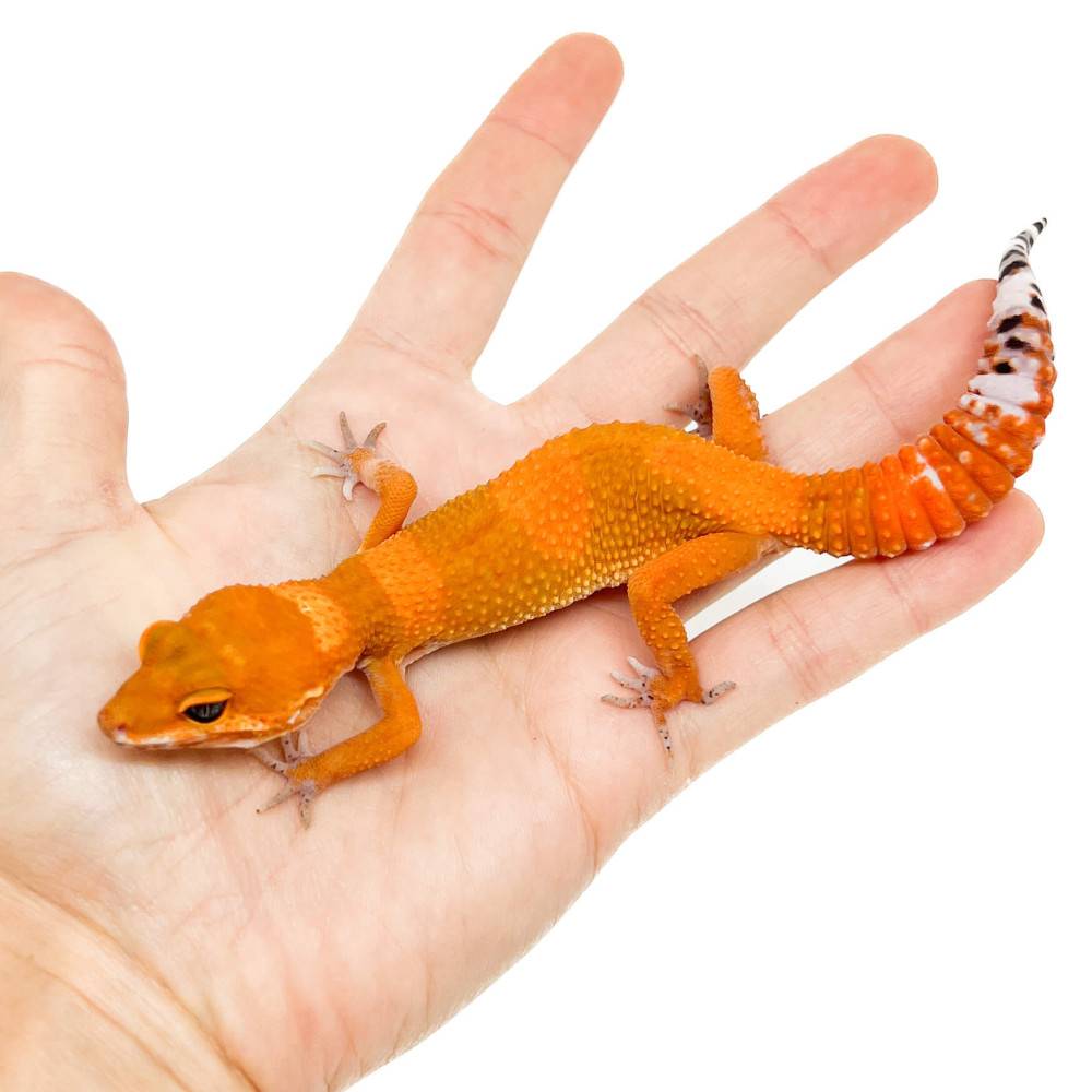 Eublepharis macularius "Mandarin Super Blood" - Gecko léopard