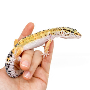 Eublepharis macularius...