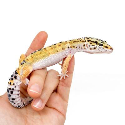Eublepharis macularius "Hypo" - Gecko léopard