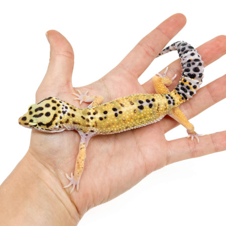 Eublepharis macularius "Hypo" - Gecko léopard