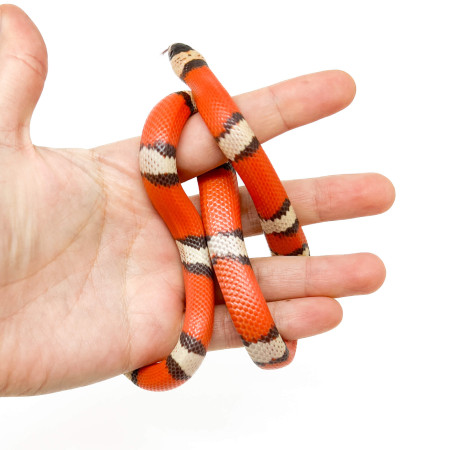 Lampropeltis abnorma (triangulum hondurensis) "Hypo" - Faux-Corail du Honduras