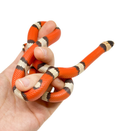 Lampropeltis abnorma (triangulum hondurensis) "Hypo" - Faux-Corail du Honduras
