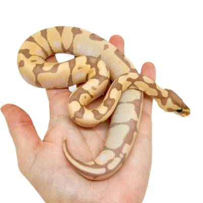 Python regius "Banana Enchi" - Python royal