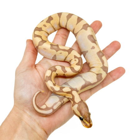 Python regius "Banana Enchi" - Python royal