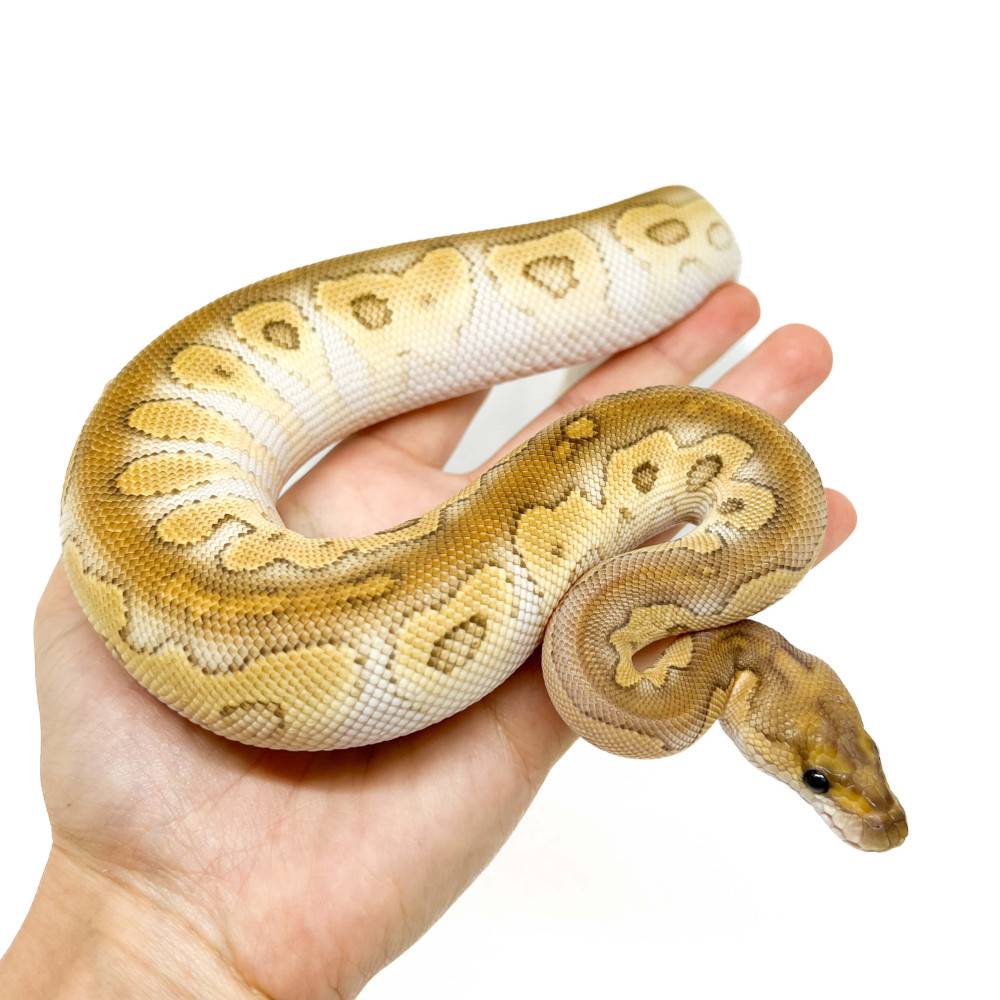 Python regius "Butter Clown" - Python royal Python regius "Butter Clown" - Python royal