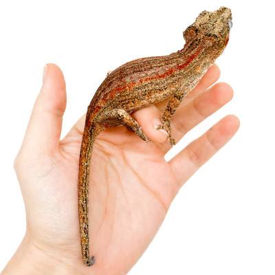 Rhacodactylus auriculatus "Red Stripe" - Gecko gargouille