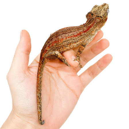 Rhacodactylus auriculatus "Red Stripe" - Gecko gargouille