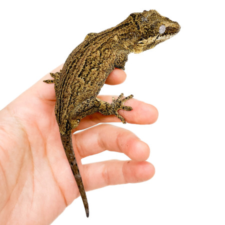 Rhacodactylus auriculatus COUPLE "Silver Marble" - Gecko gargouille