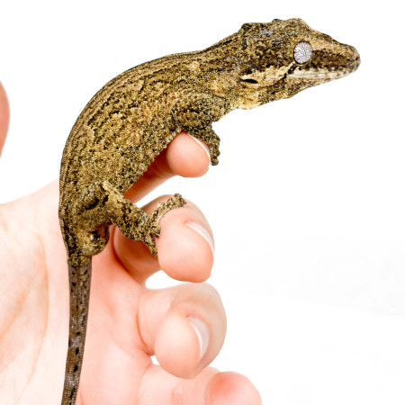 Rhacodactylus auriculatus COUPLE "Silver Marble" - Gecko gargouille