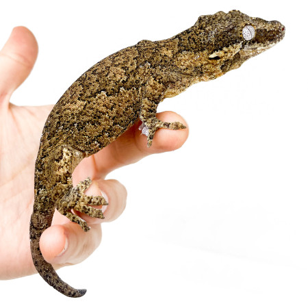 Rhacodactylus auriculatus COUPLE "Silver Marble" - Gecko gargouille