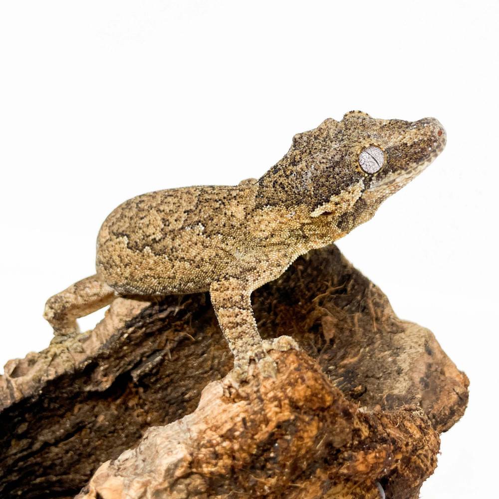 Rhacodactylus auriculatus COUPLE "Silver Marble" - Gecko gargouille