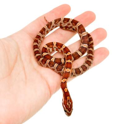 Pantherophis guttatus "Het Palmetto" - Serpent des blés