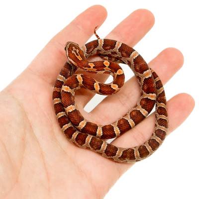 Pantherophis guttatus "Het Palmetto" - Serpent des blés