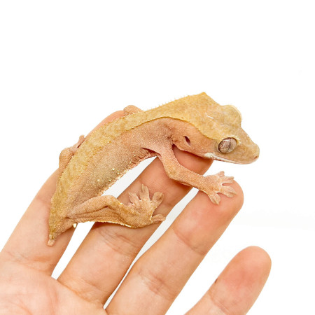 Correlophus ciliatus TAIL LESS (Mix colors) - Gecko à crête