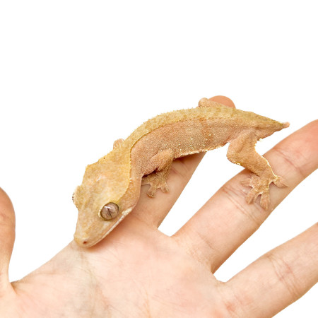 Correlophus ciliatus TAIL LESS (Mix colors) - Gecko à crête