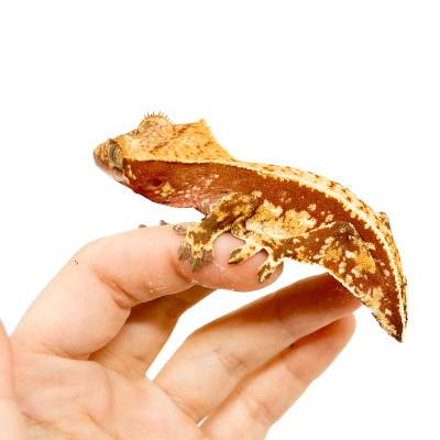 Correlophus ciliatus TAIL LESS "Pinstripe Porthole" - Gecko à crête