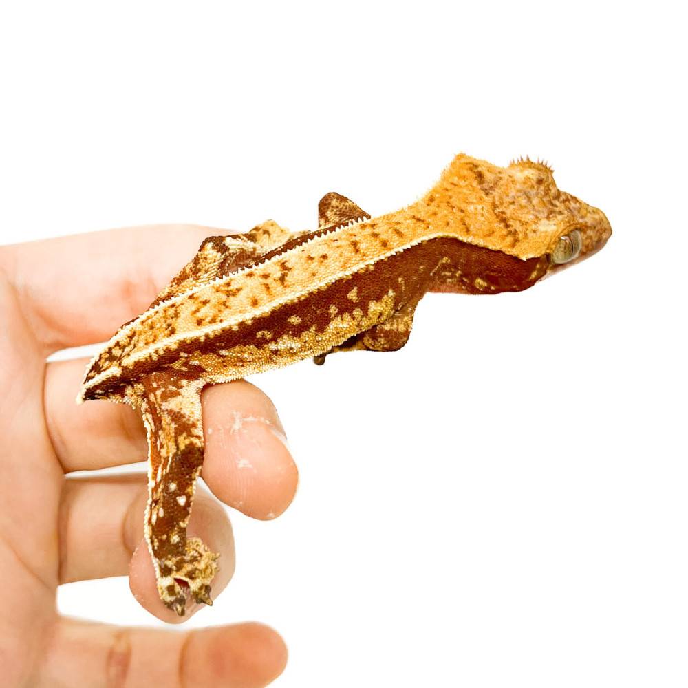 Correlophus ciliatus TAIL LESS "Pinstripe Porthole" - Gecko à crête