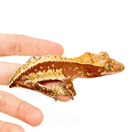 Correlophus ciliatus TAIL LESS "Pinstripe Porthole" - Gecko à crête