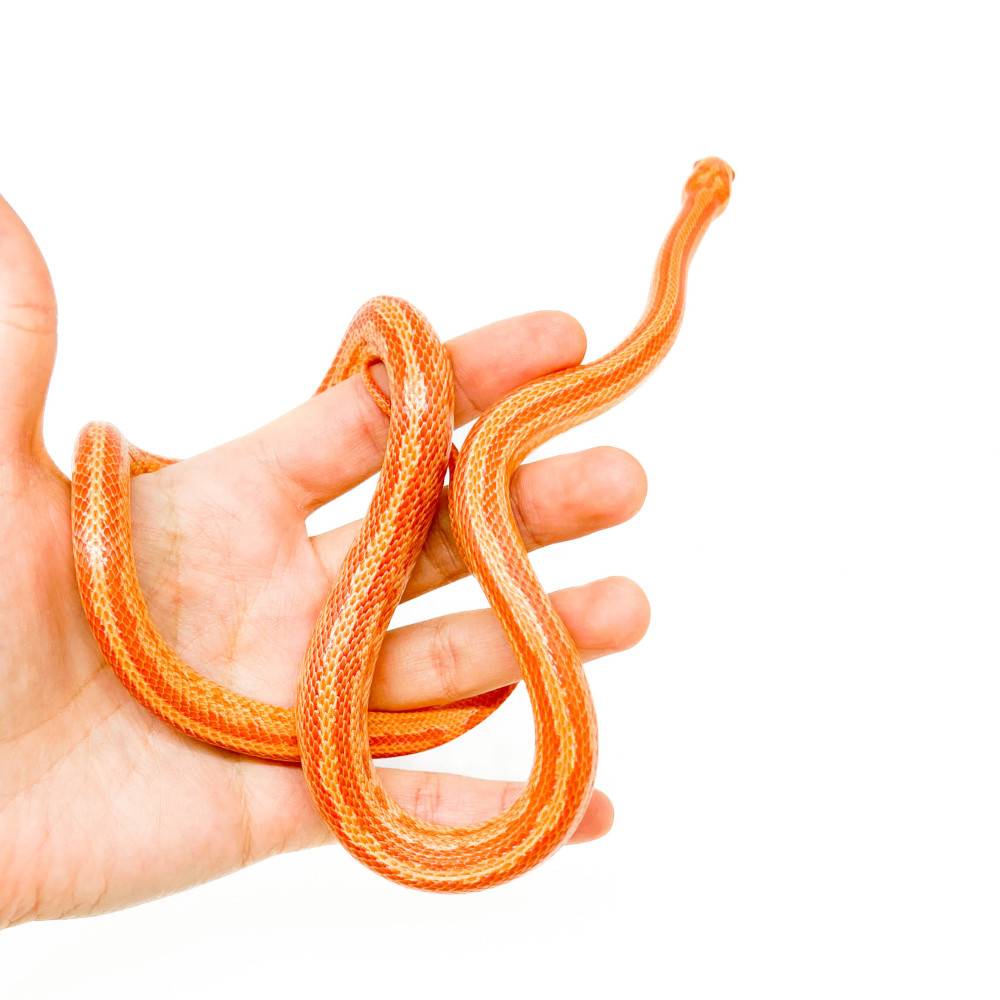 Pantherophis guttatus "Terrazo Albinos" - Serpent des blés