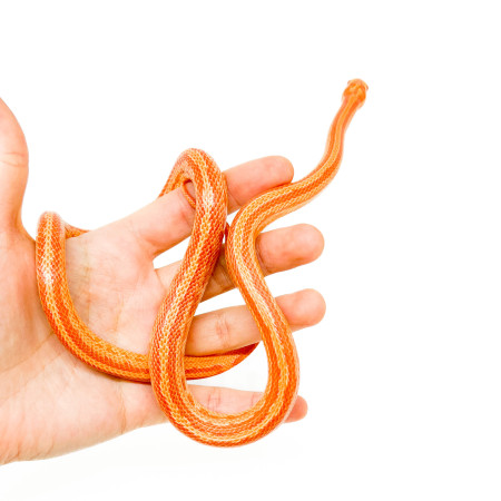 Pantherophis guttatus "Terrazo Albinos" - Serpent des blés