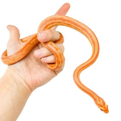 Pantherophis guttatus "Terrazo Albinos" - Serpent des blés
