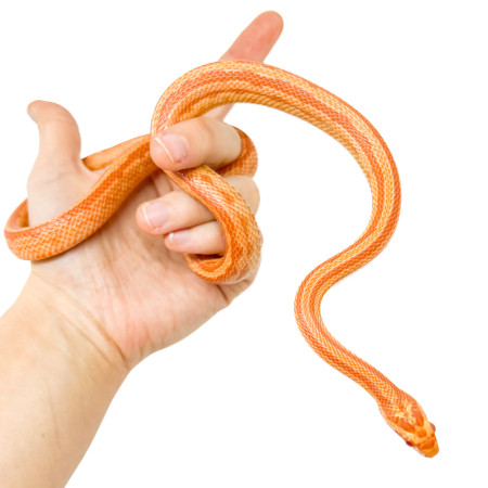 Pantherophis guttatus "Terrazo Albinos" - Serpent des blés