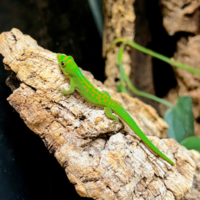 Phelsuma pasteuri - Gecko...