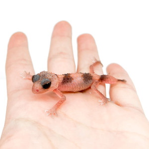 Nephrurus wheeleri cinctus...