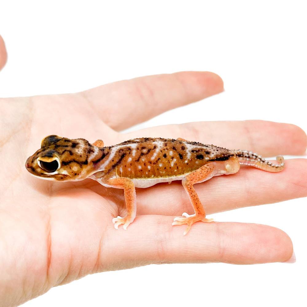Nephrurus deleani - Gecko à queue bouton de Pernatty Nephrurus deleani - Gecko à queue bouton de Pernatty