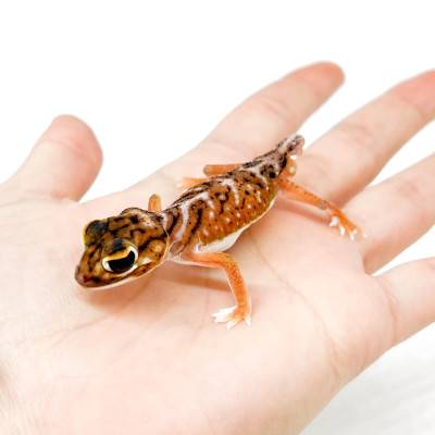 Nephrurus deleani - Gecko à queue bouton de Pernatty