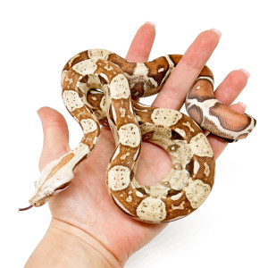 Boa imperator "VPI" - Boa...